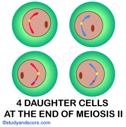 cytokinesis, products of meiosis 2, meiotic cell division, reductional cell division